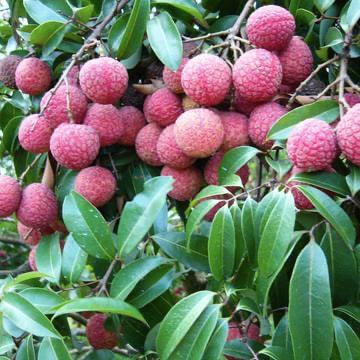 绿色农产品云商城 新鲜蔬菜零售新模式