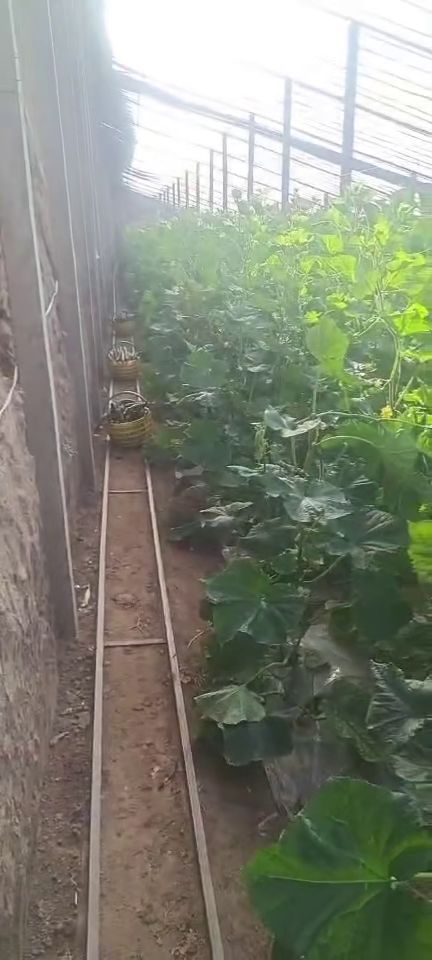 西安新鲜蔬菜批发、零售与配送服务 为您的生活增添健康色彩